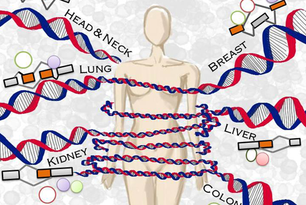 Novel molecular networks of cancer unveiled