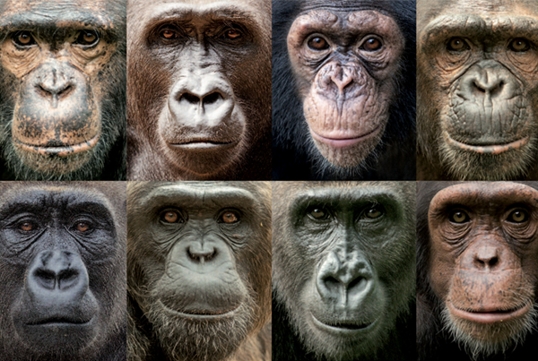Chimpanzee and Bonobo ancient hybridization