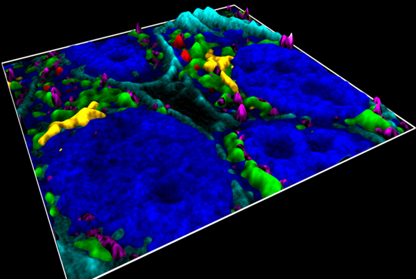 Super-resolution microscopy goes multicolour