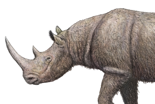 Proteomeic investigation of ancient dental enamel resolves Early Pleistocene rhino evolution