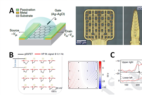Mapping brain activity enabled by graphene