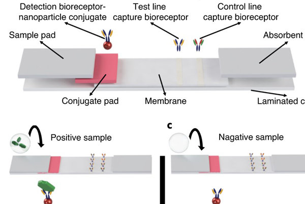 Design and fabrication of nanoparticle-based lateral-flow immunoassays