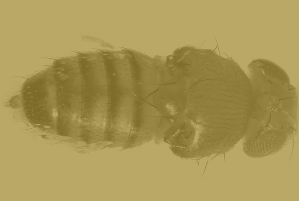 Relationship between chromosomal instability and senescence revealed in the fly Drosophila