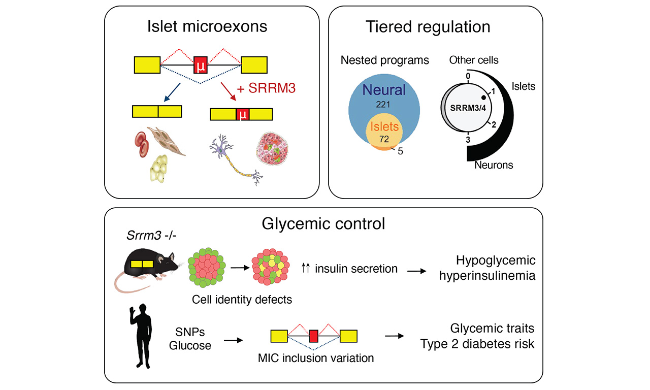 Tiny new genetic players in glucose homeostasis