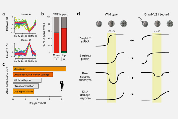An act of self-sabotage modulates DNA damage response in early mammalian development