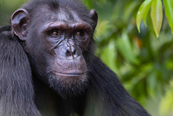 New genomic tools shed light on the evolutionary history of chimpanzees and contribute to their conservation