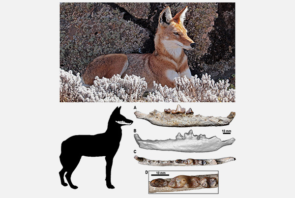 The earliest Ethiopian wolf: implications for thespecies evolution and its future survival.