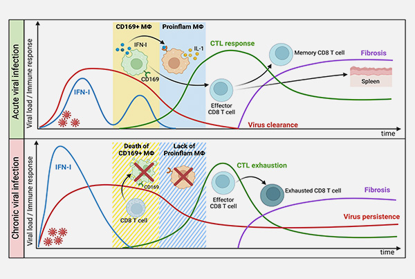 Time and space matters in virus infection fate regulation