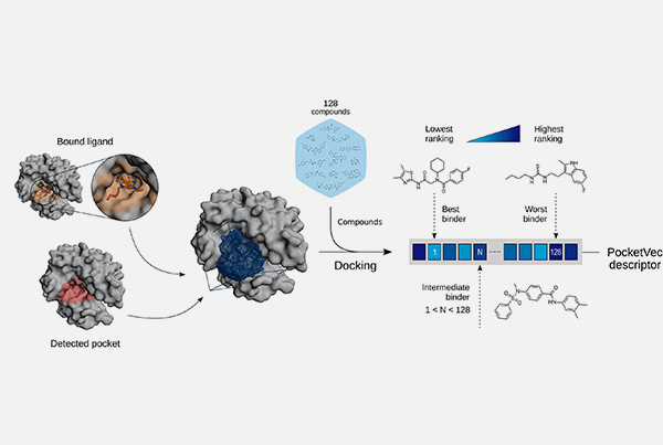Characterization of druggable pockets in the human proteome