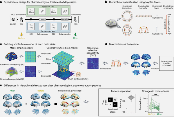 Different hierarchical reconfigurations in the brain by psilocybin and escitalopram for depression