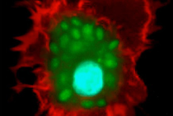 Zooming into the most recent evolution of yeast pathogens