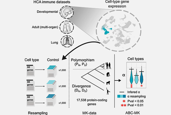 Quantifying Adaptive Evolution of the Human Immune Cell Landscape