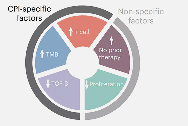 Five key factors predict the response of cancer patients to immunotherapy