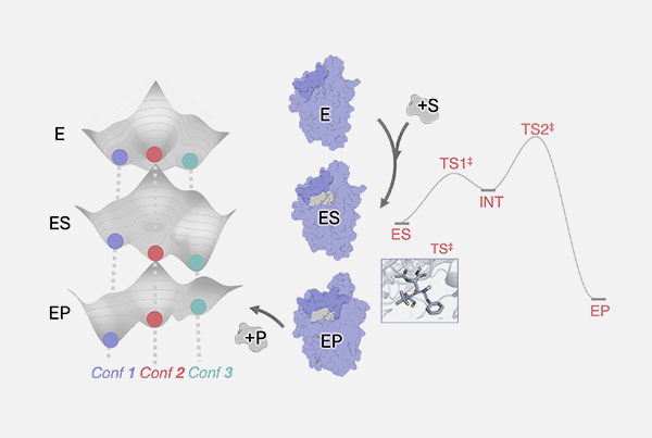 Breaking Down Nature’s Catalysts Complexity