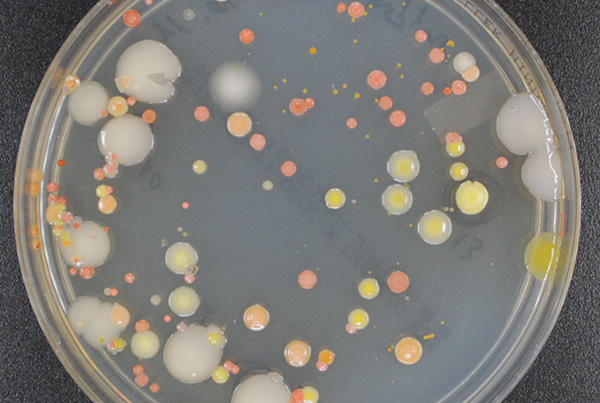 Microbial richness and air chemistry in aerosols confirm 2,000-km long-distance transport of potential human pathogens