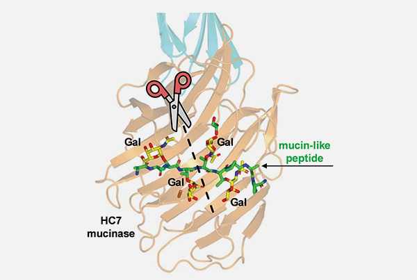 Enzymes at the Edge: Blurring the Line Between Sugar and Protein Breakdown