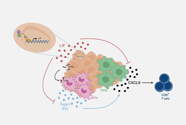 How cervical cancer evades the immune system in order to thrive. Therapeutic implications.