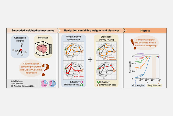 Navigating the Brain: Uncovering the Secret to Efficient Communication