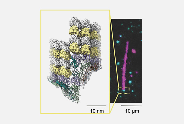 Microtubule nucleation visualized at high resolution