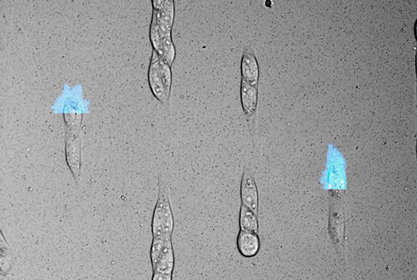 Generating leader cells with light